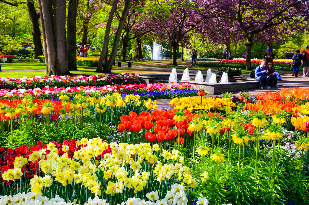 Keukenhof Tulip Garden